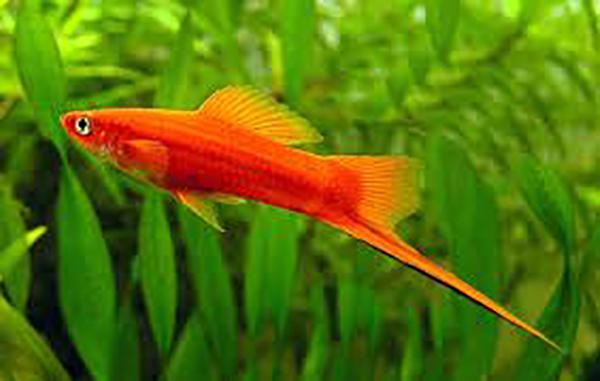Assorted Swordtail