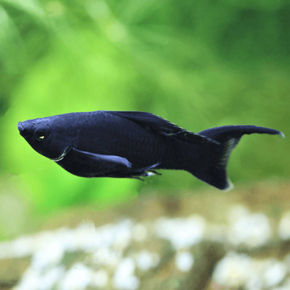 Black Swordtail