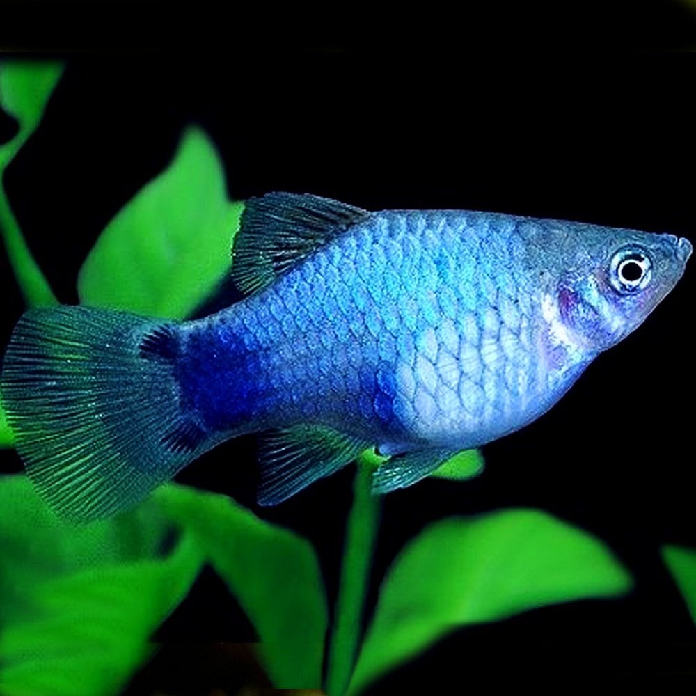 Blue Platy