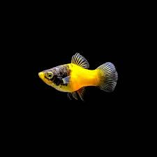 Bumblebee Platy