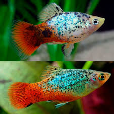 Calico Platy