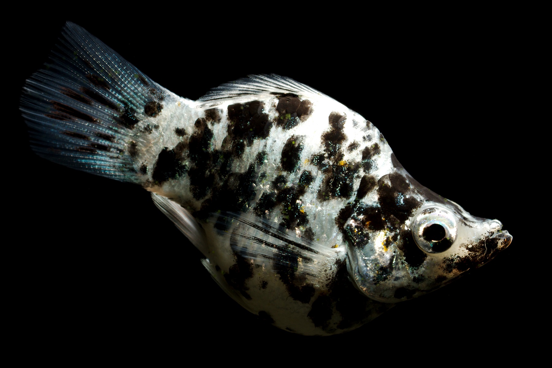 Dalmatian Balloon Molly