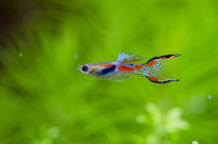 Endler Guppy