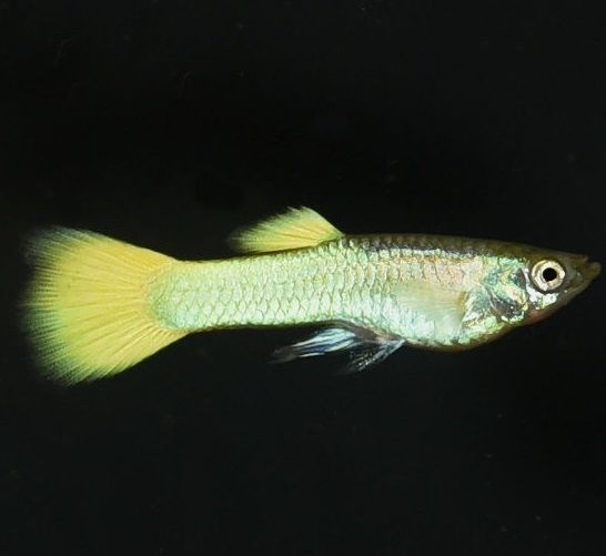 Germon Yellow Guppy