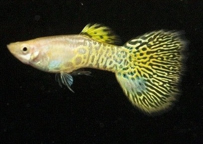 Golden Cobra Guppy