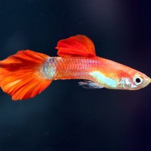 Golden Hed Guppy