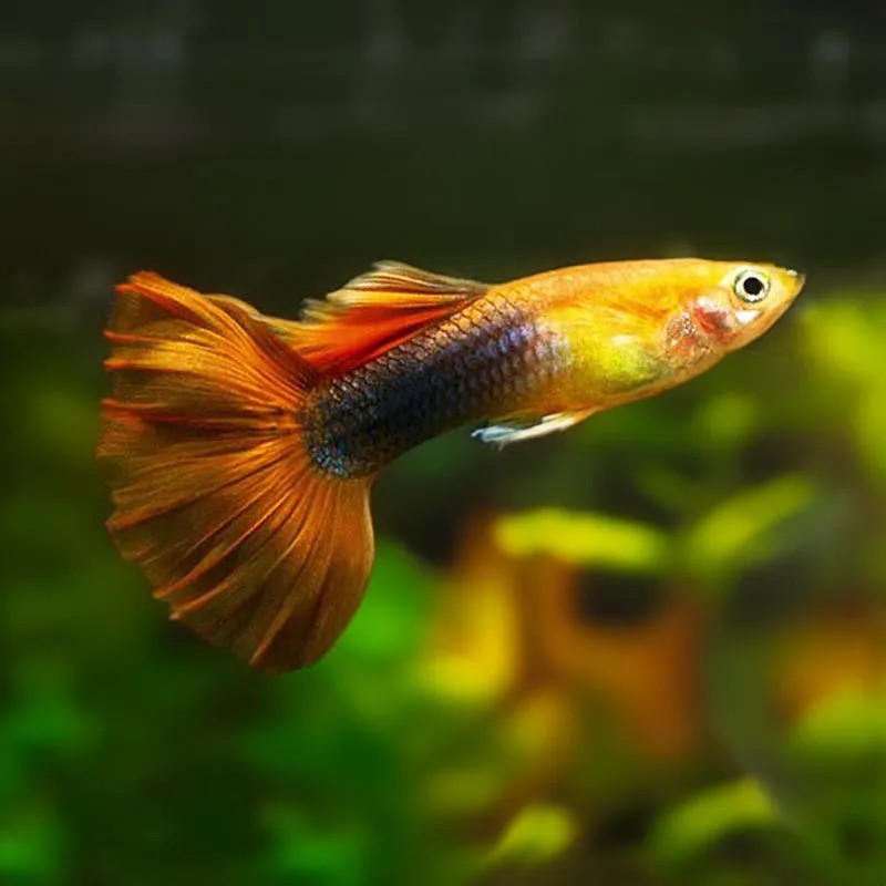 Golden Tuxedo Guppy