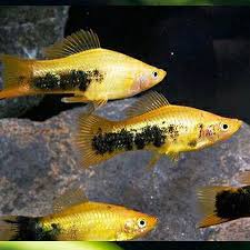 Golden Tuxedo Swordtail