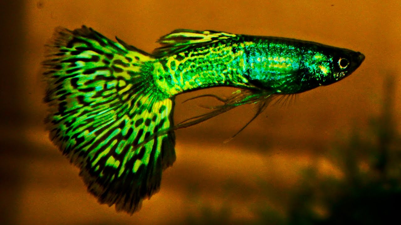 Green Cobra Guppy