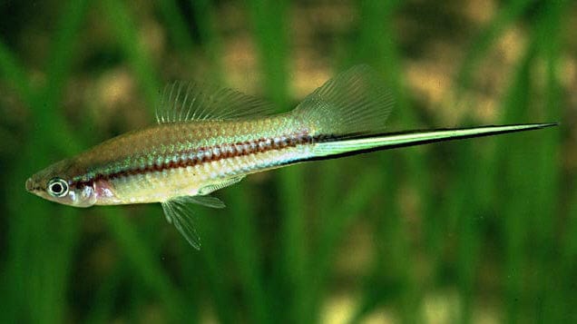 Green Swordtail