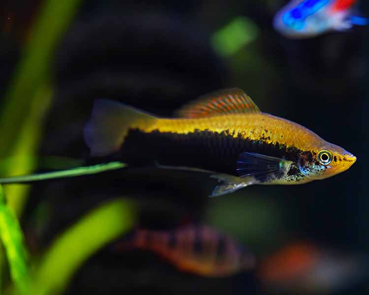 Green Tuxedo Swordtail