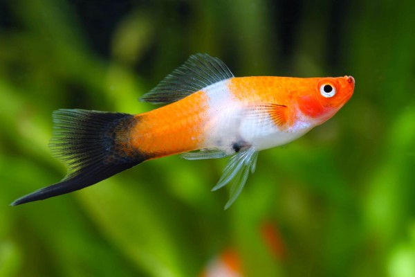 Kohaku Swordtail