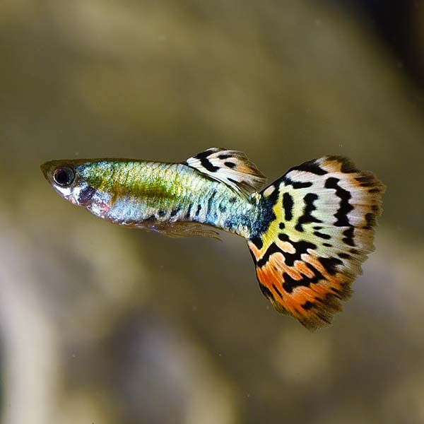 Luminas Cobra Guppy