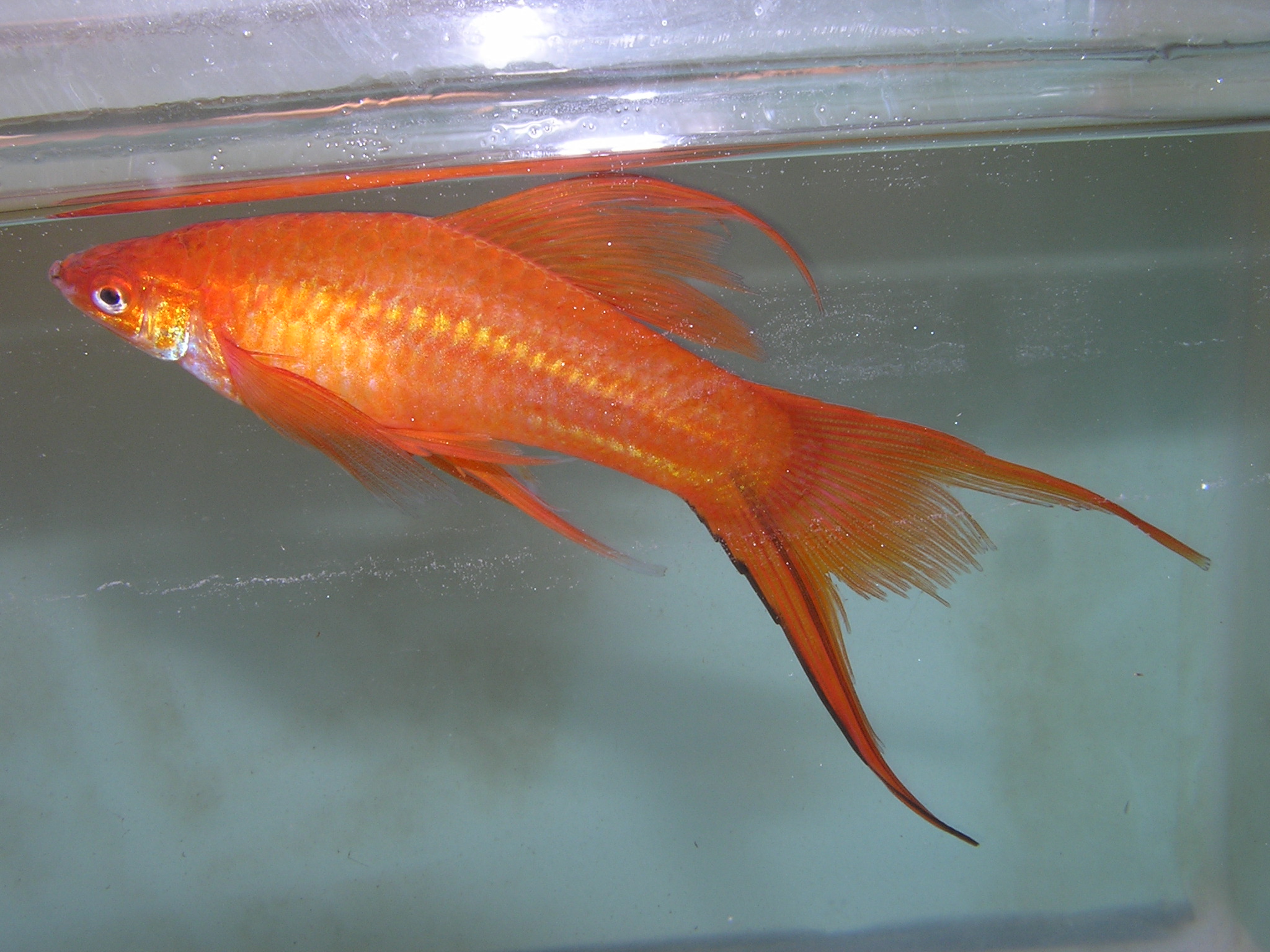 Lyretail Swordtail