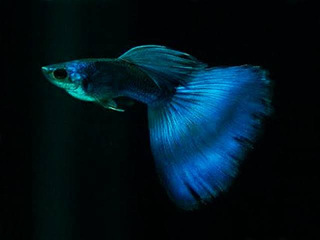 Moscow Blue Guppy