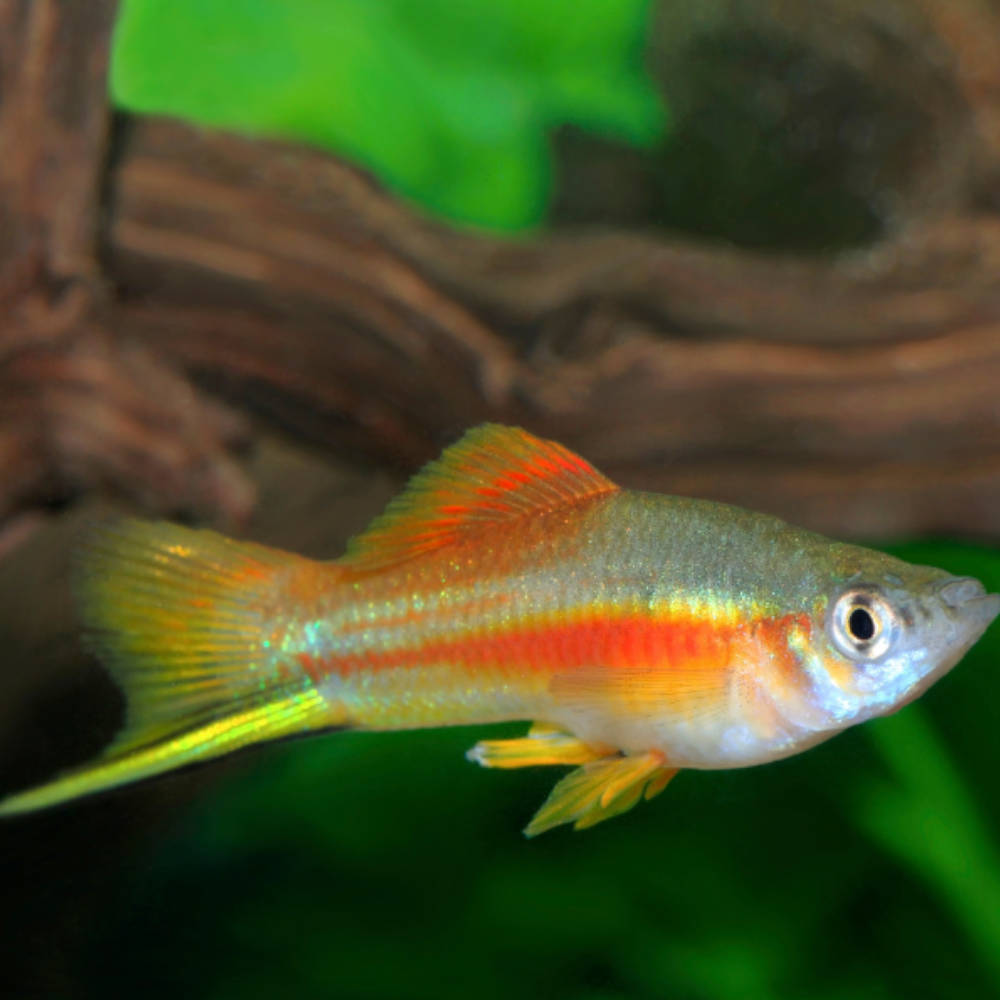 Pineapple Swordtail