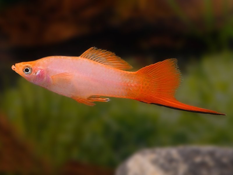 Pink Comet Swordtail