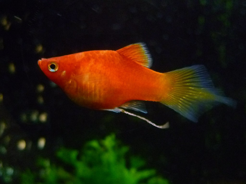 Pintal Red Platy