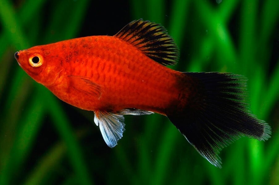 Pintal Red Wag Platy