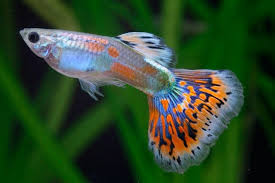 Rainbow Guppy
