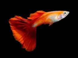 Red Blond Guppy