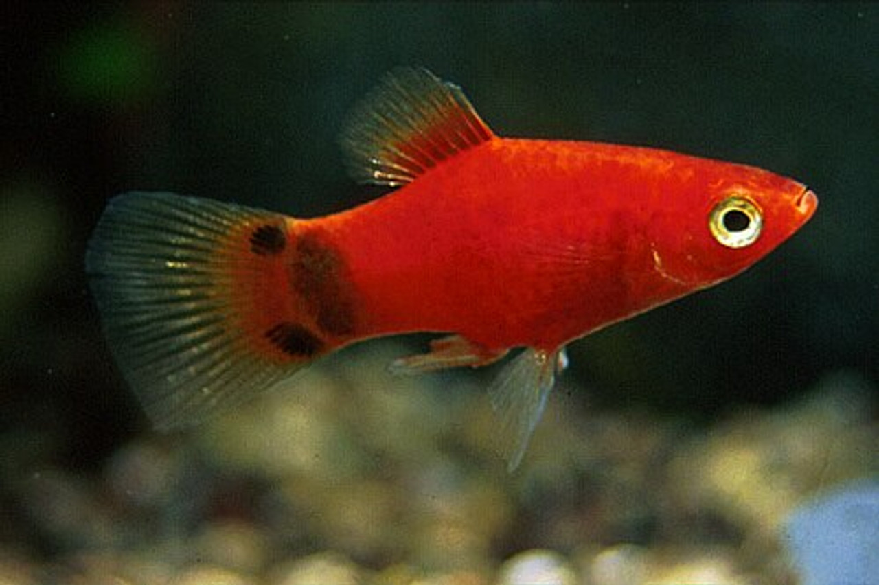 Red Mickey Mouse Platy
