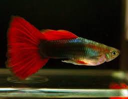 Red Neon Guppy