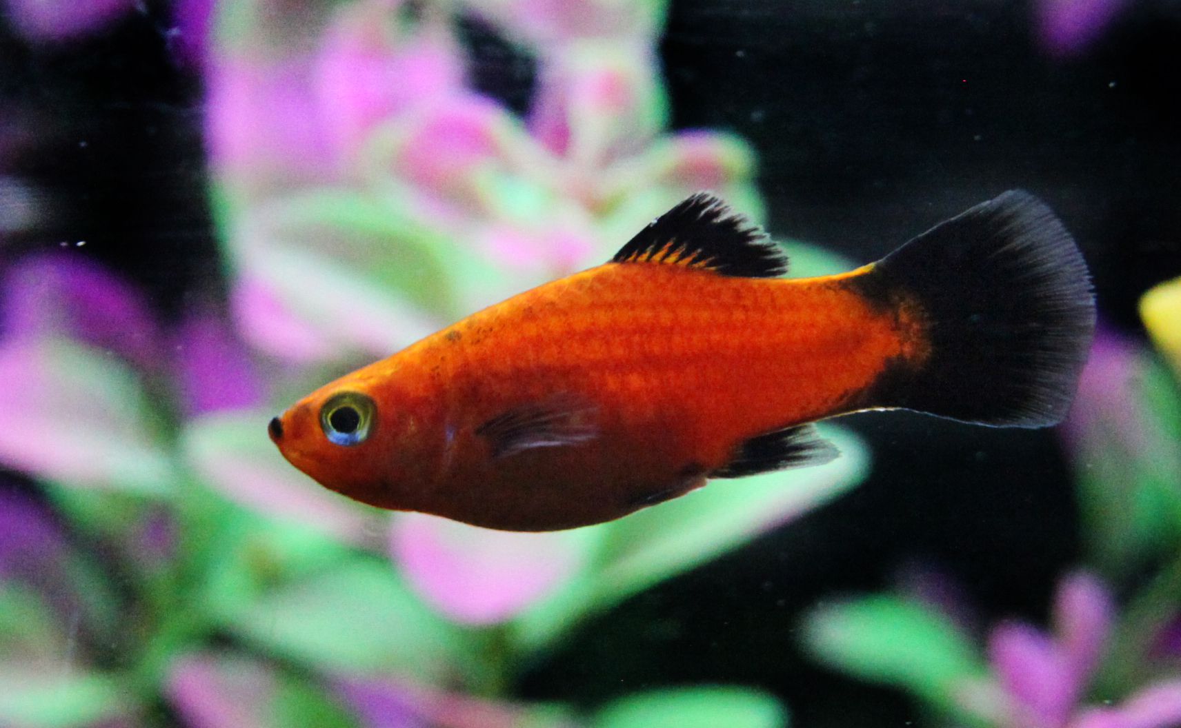 Red Platy