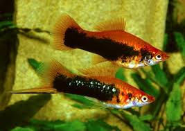 Red Tuxedo Swordtail