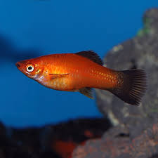 Red Wag Swordtail