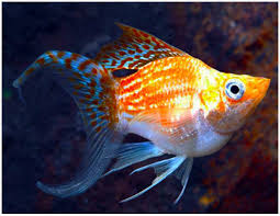 Sailfin Balloon Molly