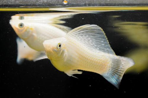 Sailfin Lyretail Molly