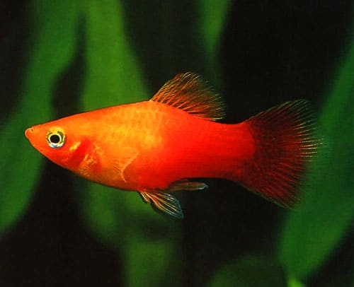 Sunset Platy