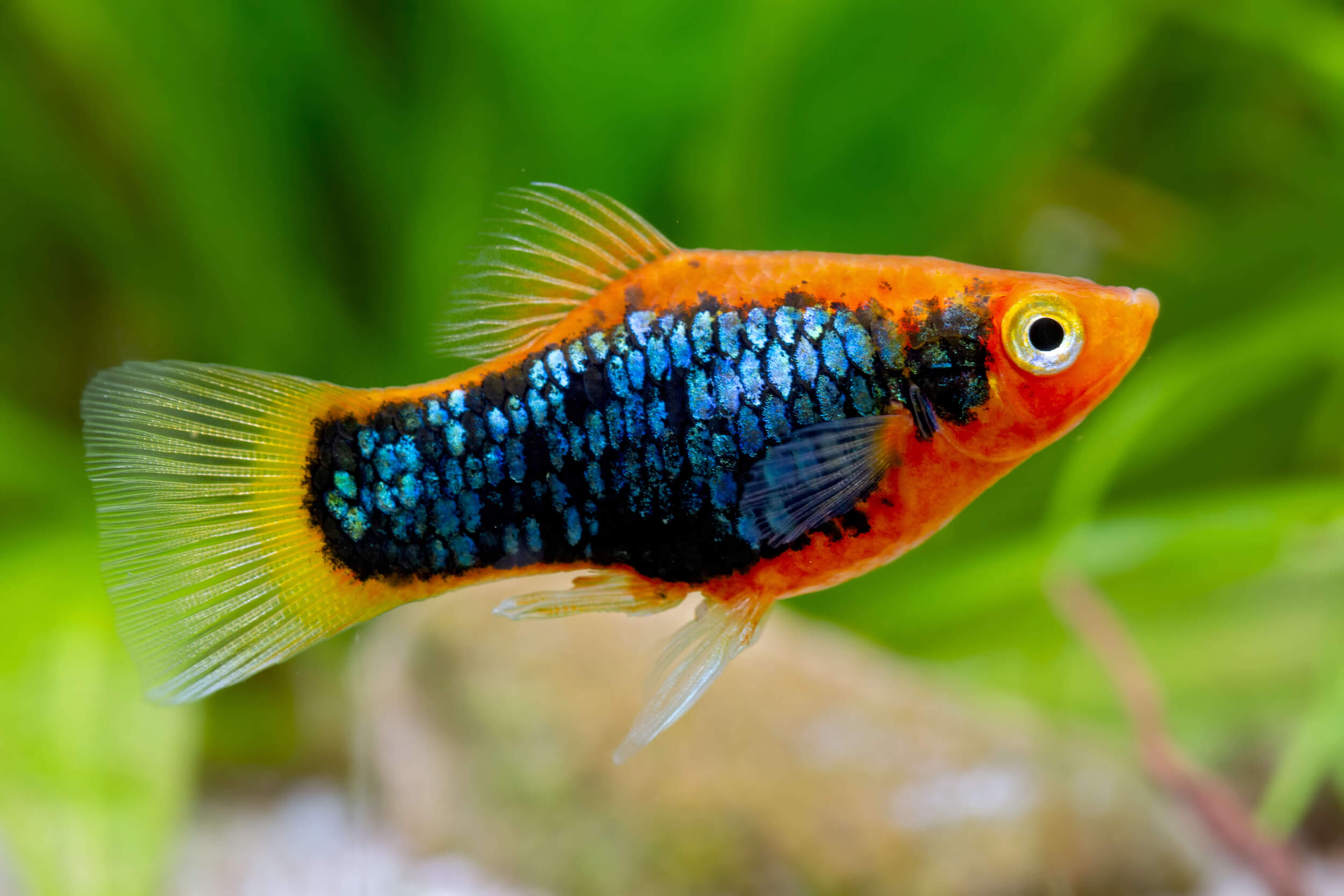 Tuxedo Platy