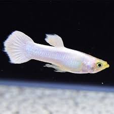 White Guppy