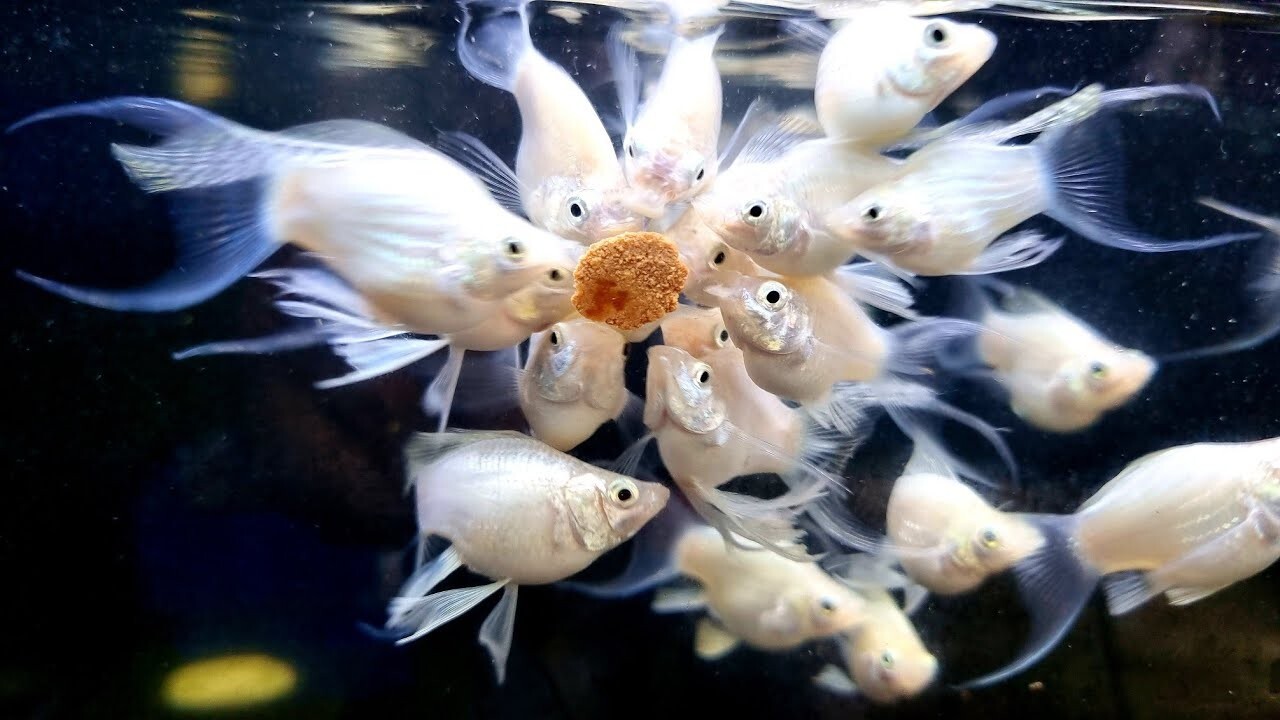 White Lyretail Molly