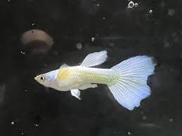 White Platinum Guppy