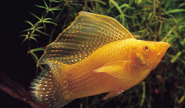 Yellow Sailfin Molly